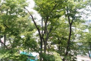 けやき並木通り画像 けやき並木通り画像